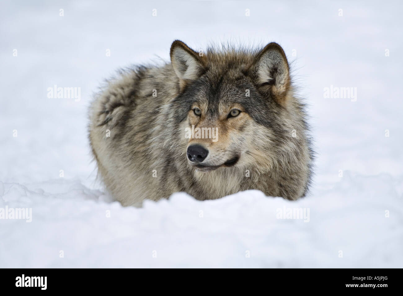 Eastern Timber Wolf (Canis lupus lycaon Stock Photo Alamy