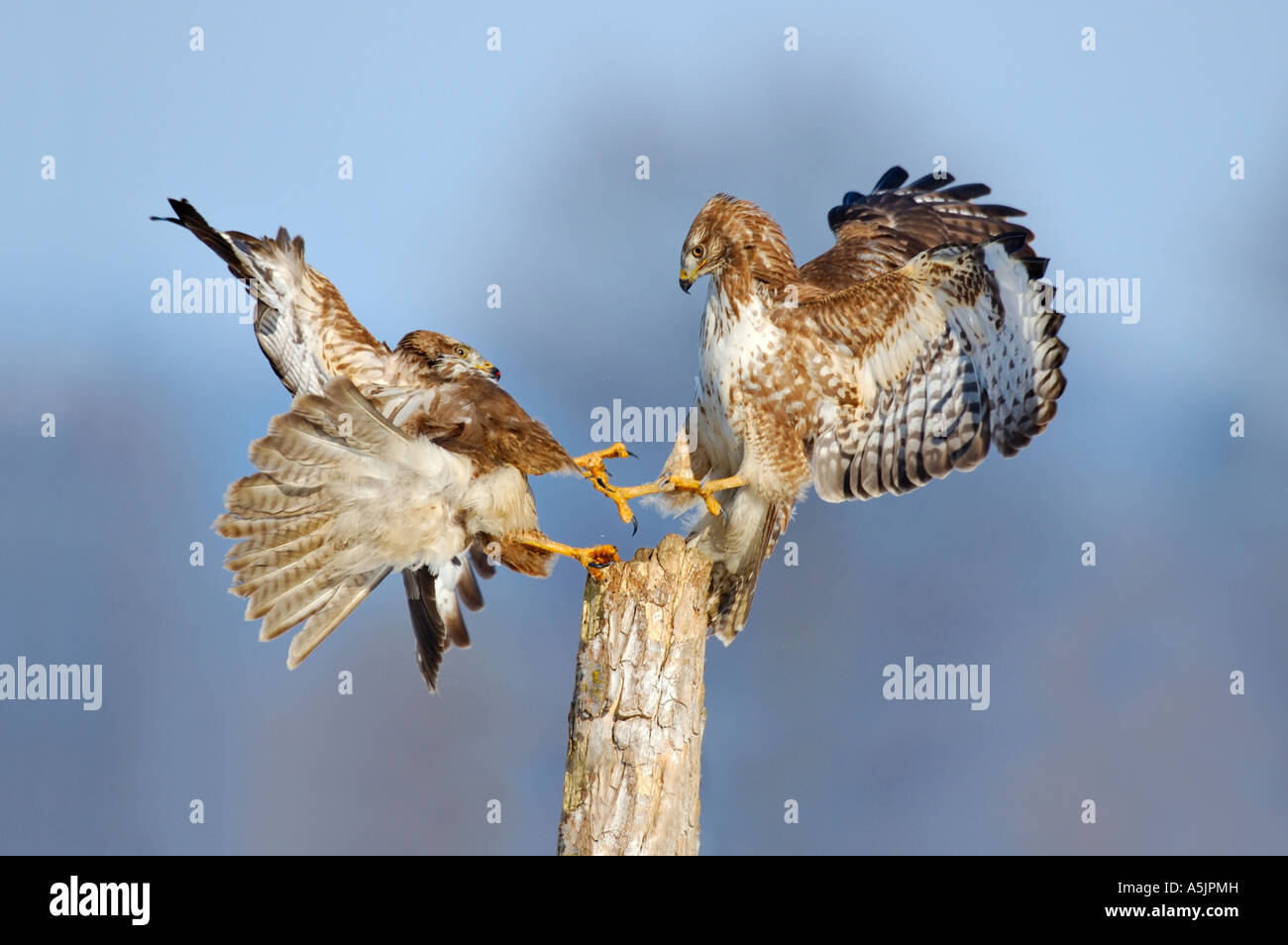 Two fighting Common Buzzards (Buteo buteo) Stock Photo