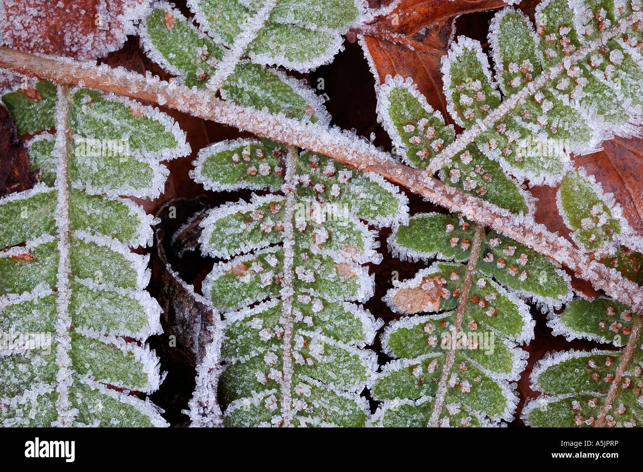 Common Polypody (Polypodium vulgare), frosted Stock Photo