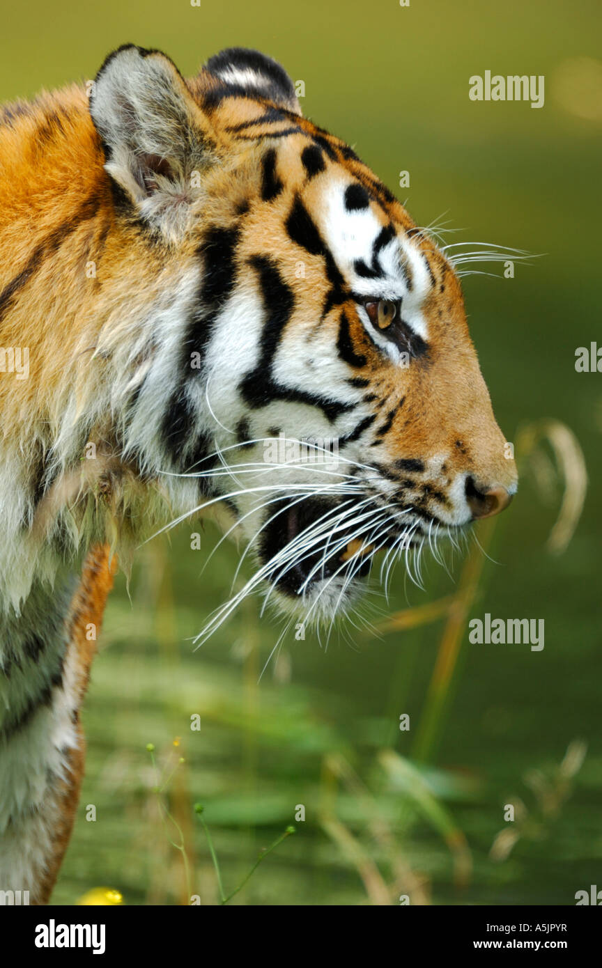 Siberian, Amur Tiger, (Panthera tigris altaica) Stock Photo