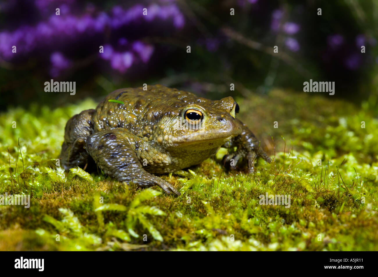 common toad Bufo bufo on moss covered stone potton bedfordshire Stock Photo