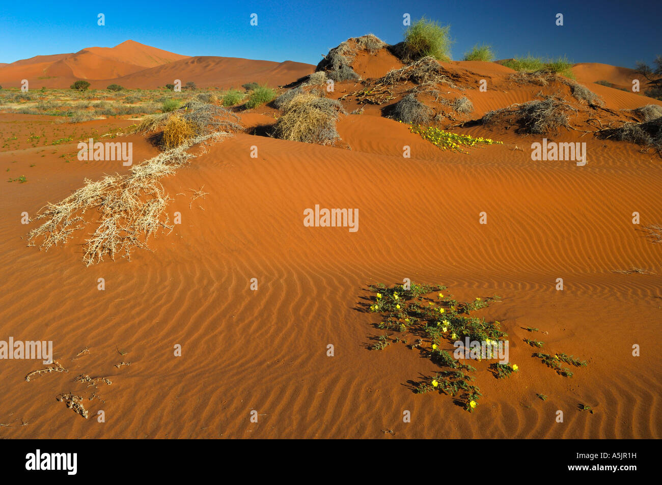 Namib Desert, Namibia Stock Photo