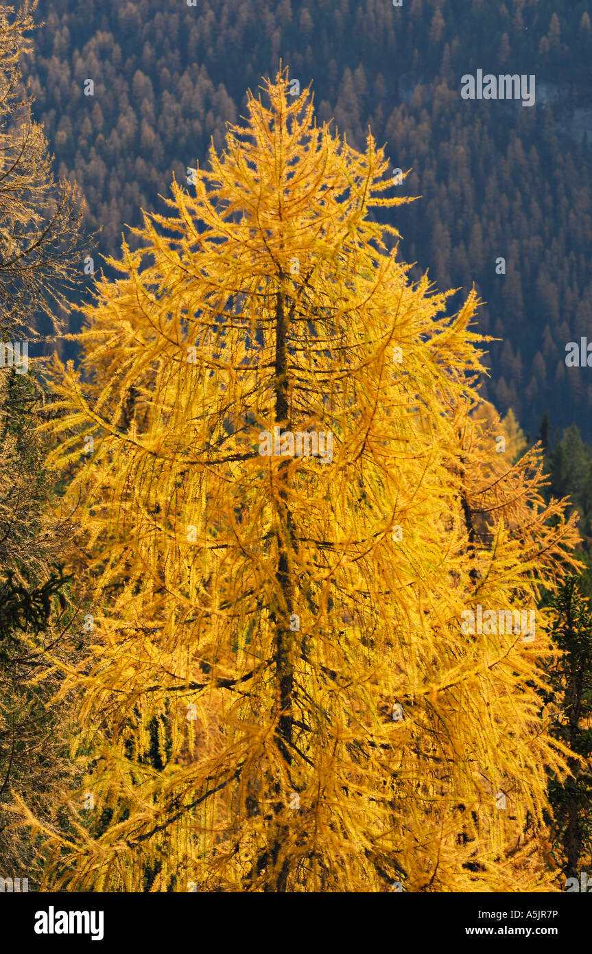 Larch trees Larix decidua) in autumn Stock Photo