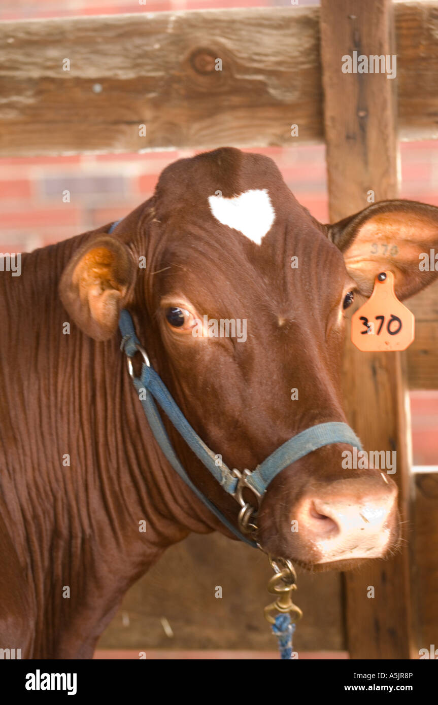 Cattle at the Illinois State Fair in Springfield Illinois Stock Photo
