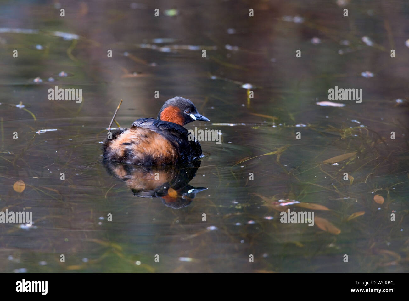 Little grebe (Tachybaptus ruficollis) on mill pond with reflection derbyshire Stock Photo