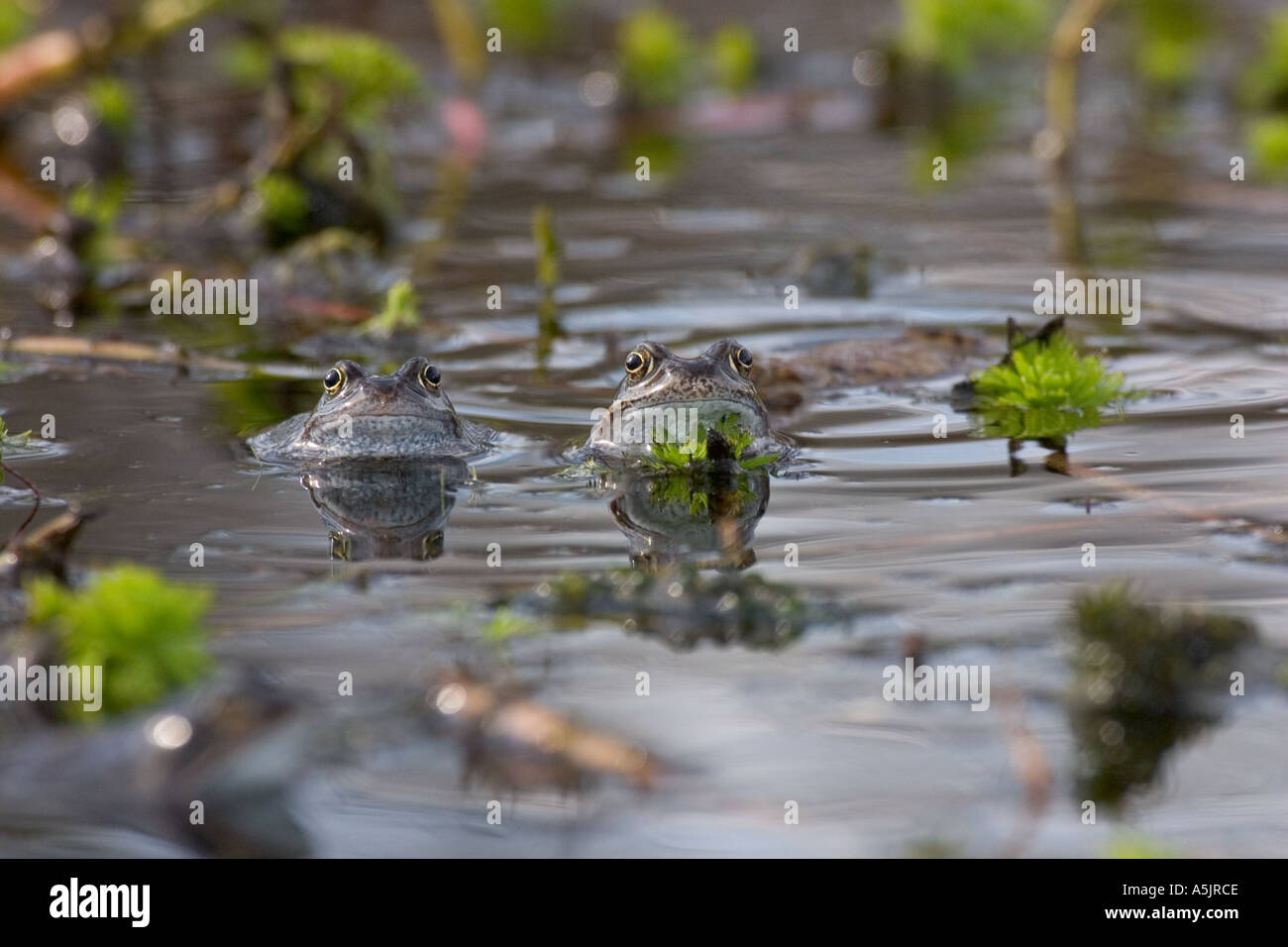 Frog spawn british isles hi-res stock photography and images - Alamy