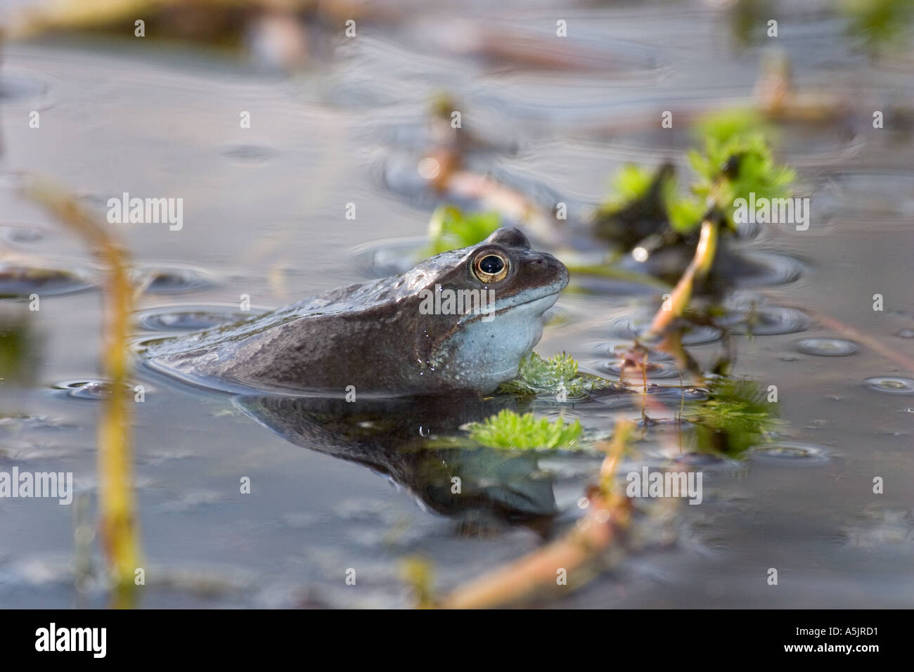 Frogs spawning Stock Photo