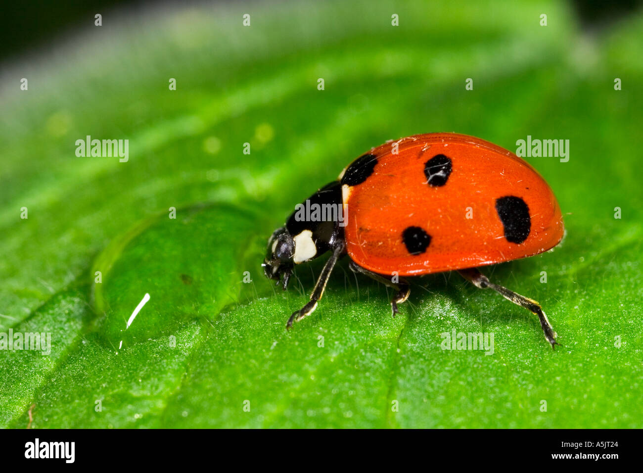 7 Spot Ladybird Coccinella 7 punctata on leaf drinking from dew drop potton bedfordshire Stock Photo