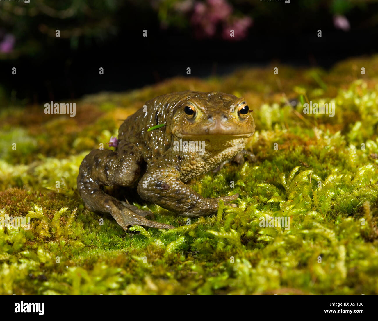 Common Toad Bufo bufo looking alert on moss covered stone potton bedfordshire Stock Photo