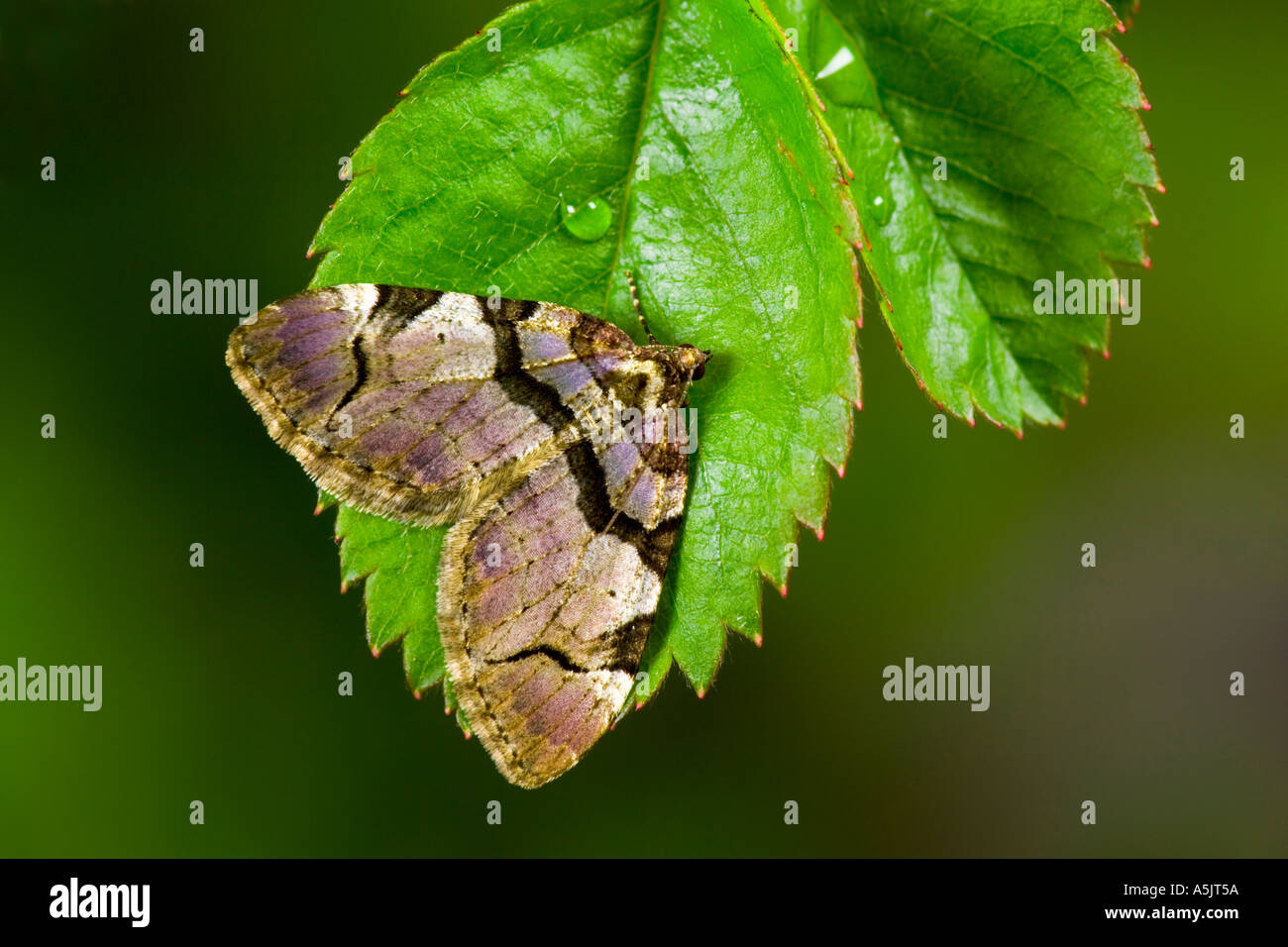The Streamer (Anticlea derivata) at rest on hazel leaf potton bedfordshire Stock Photo