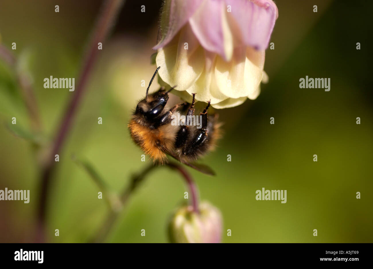 Bee on Columbine Stock Photo Alamy