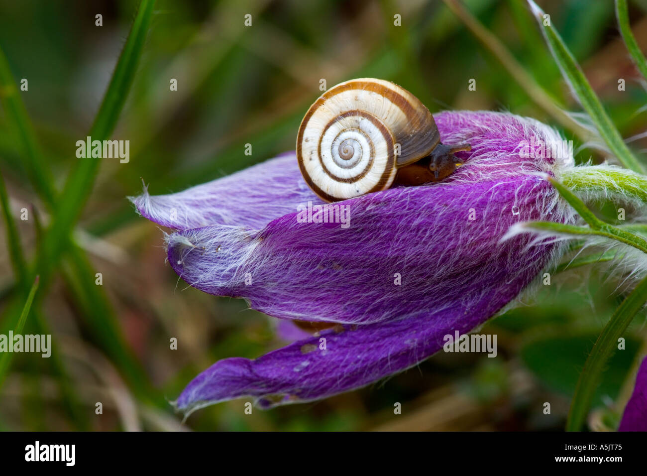 Pasque Flower pulsatilla vulgaris with heath snail Helicella itala royston heath hertfordshire Stock Photo