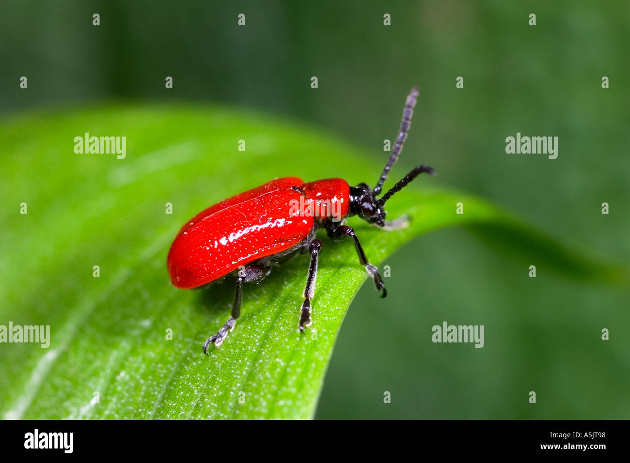 Scarlet lily beetle Lilioceris lilii on lilly leaf looking alert potton bedfordshire Stock Photo