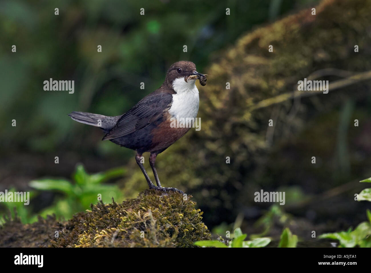 Dipper Cinclus cinclus standing on moss covered rock with beak full of insects derbyshire Stock Photo