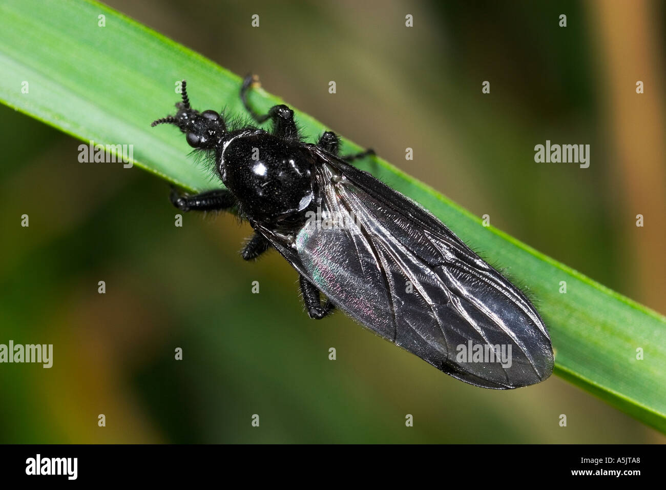 St Marks Fly Bibio marci on pine detail view with nice out of focus background potton bedfordshire Stock Photo