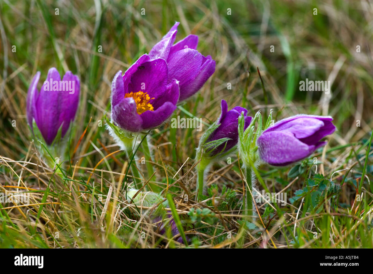 Pasque Flower (pulsatilla vulgaris) growing on royston heath hertfordshire Stock Photo