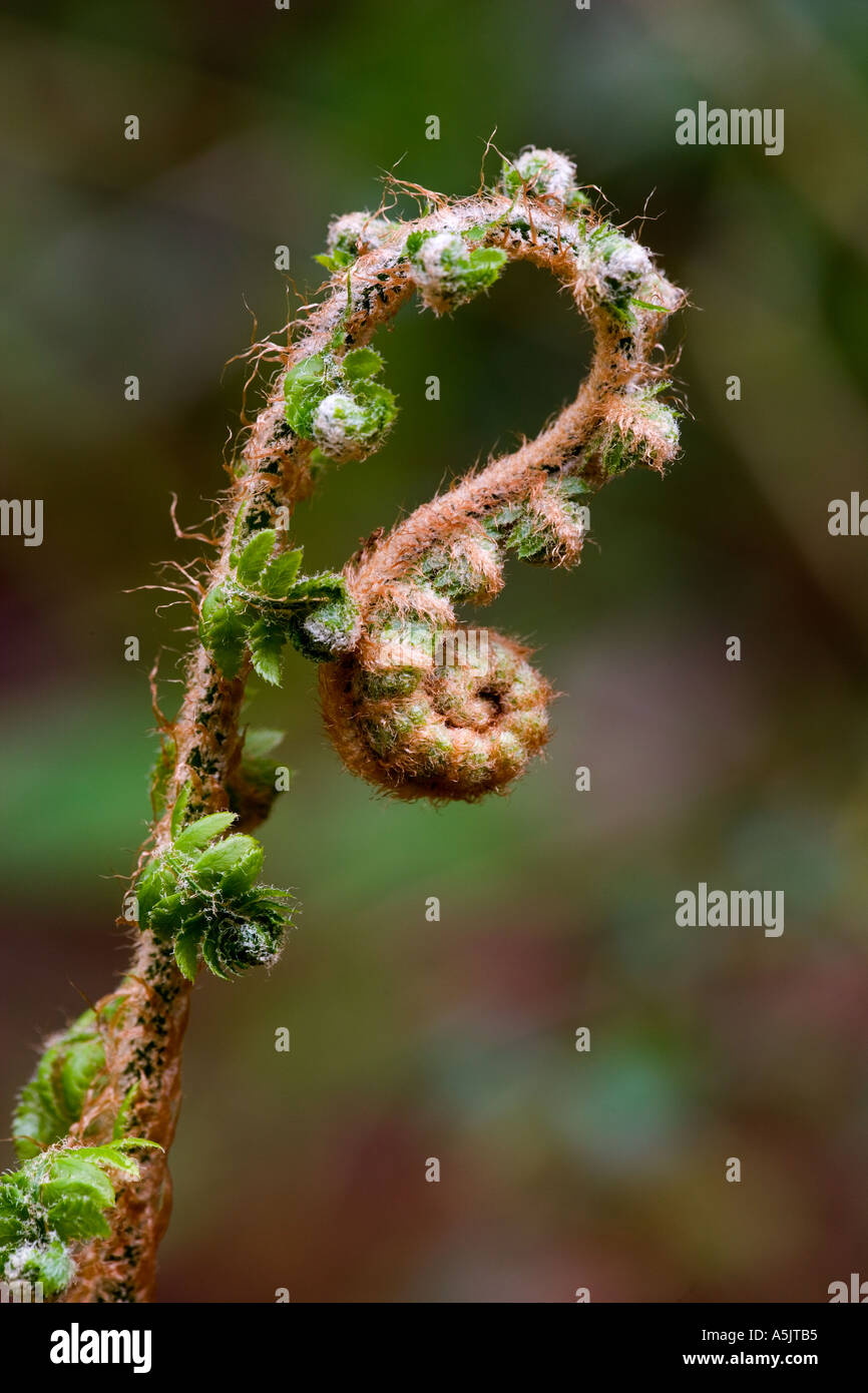 Fern new growth with nice out of focus background growing in garden potton bedfordshire Stock Photo
