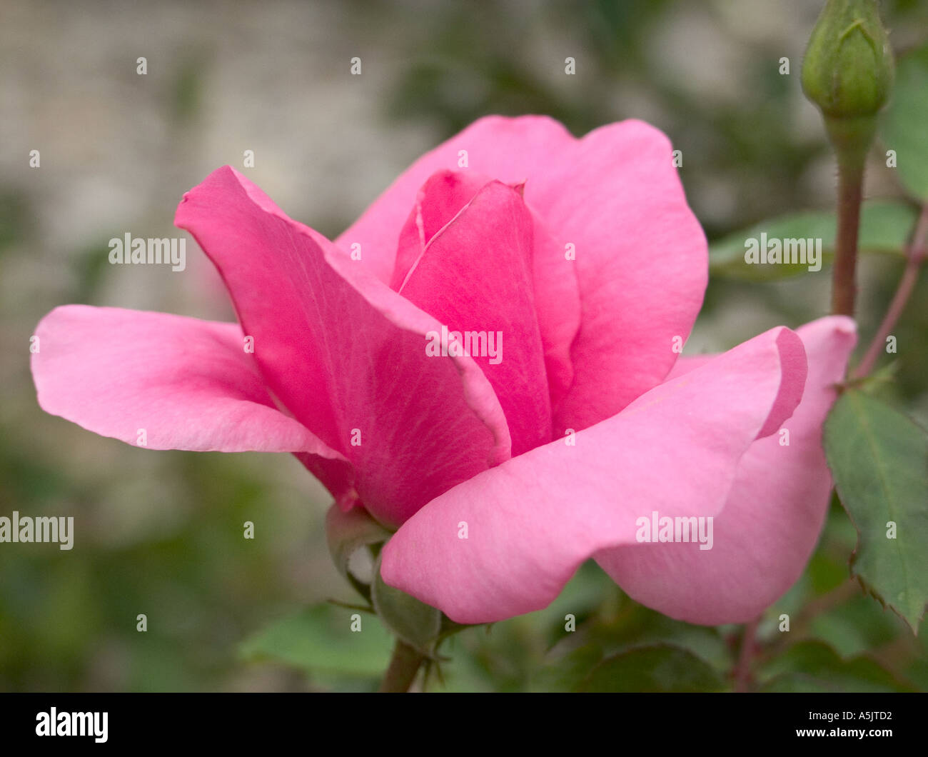 Earth Song Rose in Botanical Garden Stock Photo Alamy