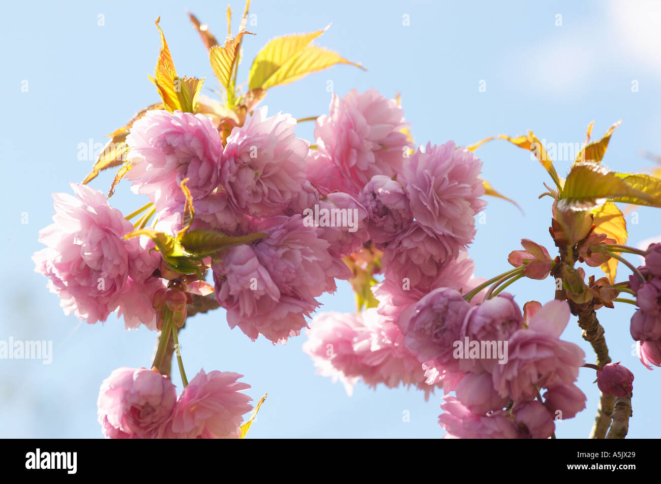 Cherry blossom on Prunus Kiku Shidare Zakura against blue sky. Also known as Cheals Weeping Stock Photo