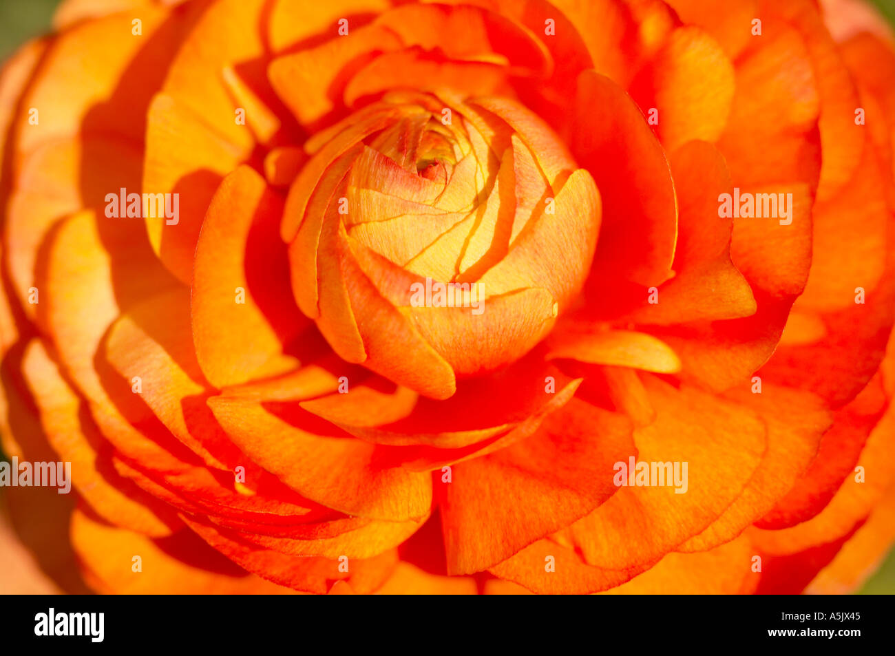 England, UK. A single deep orange bloom of Ranunculus 'Accolade Mix' Stock Photo