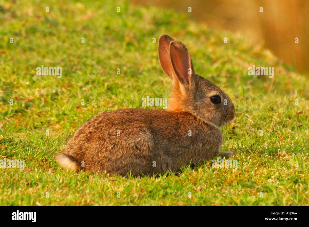 Baby Rabbit grazing in evening sun in spring Shropshire England UK United Kingdom GB Great Britain British Isles Europe EU Stock Photo