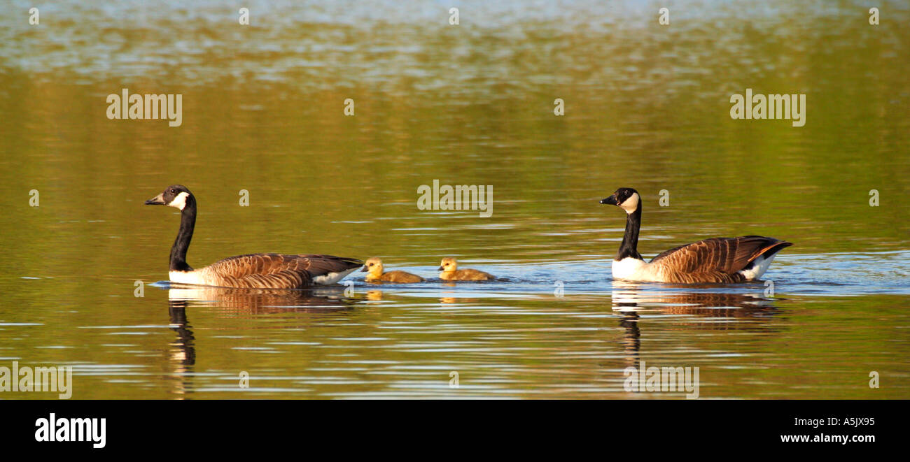 Canada Geese Family with 2 goslings Shropshire England UK GB Stock Photo