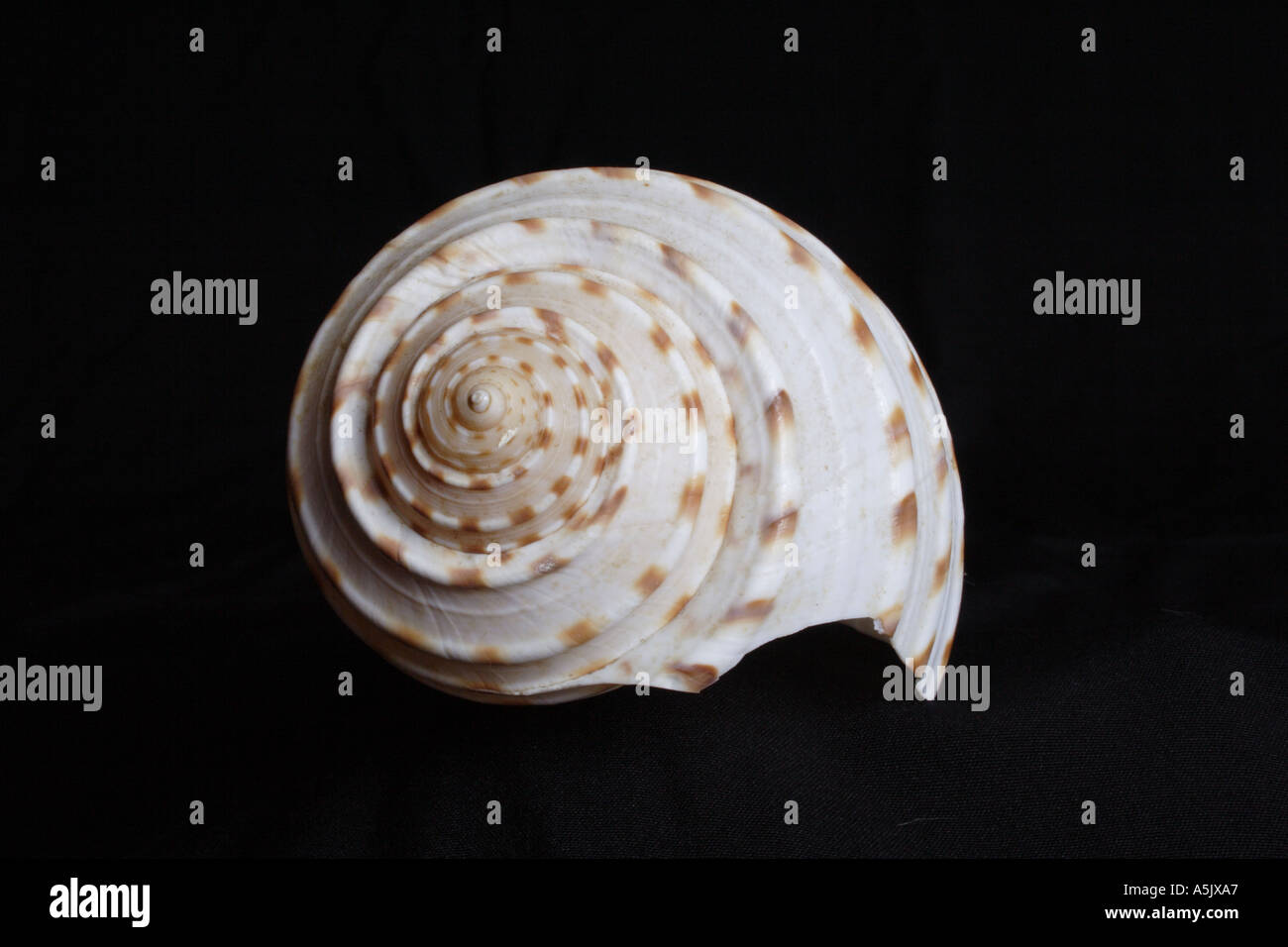 Specinem hi-res stock photography and images - Alamy