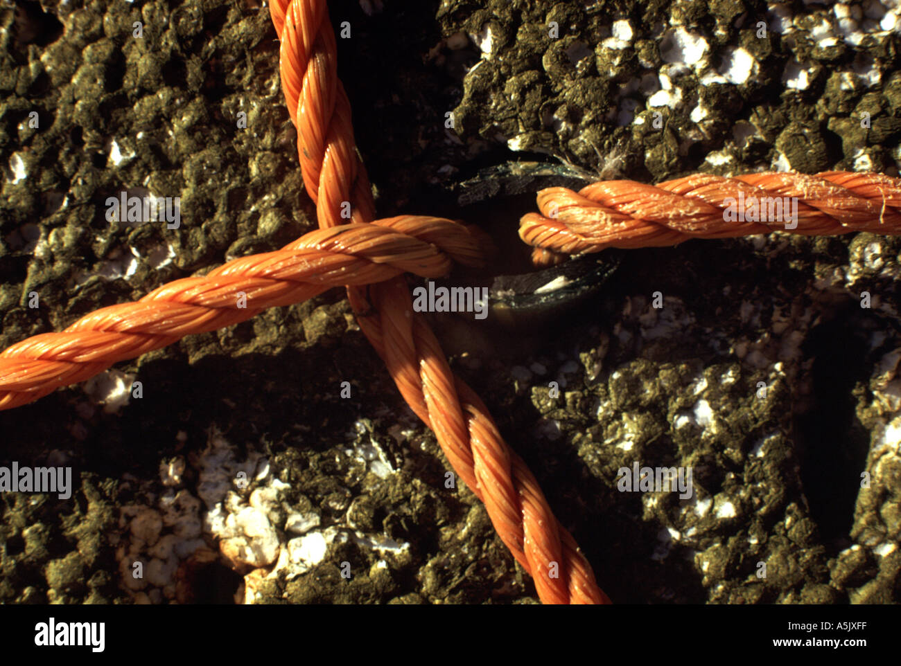 Barnacle Rope Buoy barnacles hi-res stock photography and images - Alamy