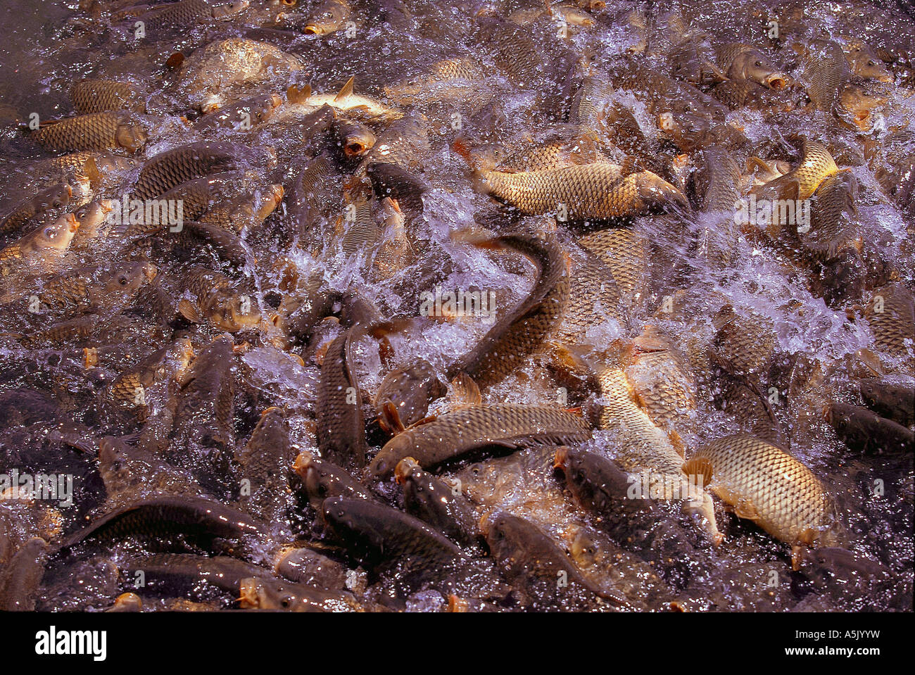 Fish feeding in mass Stock Photo Alamy