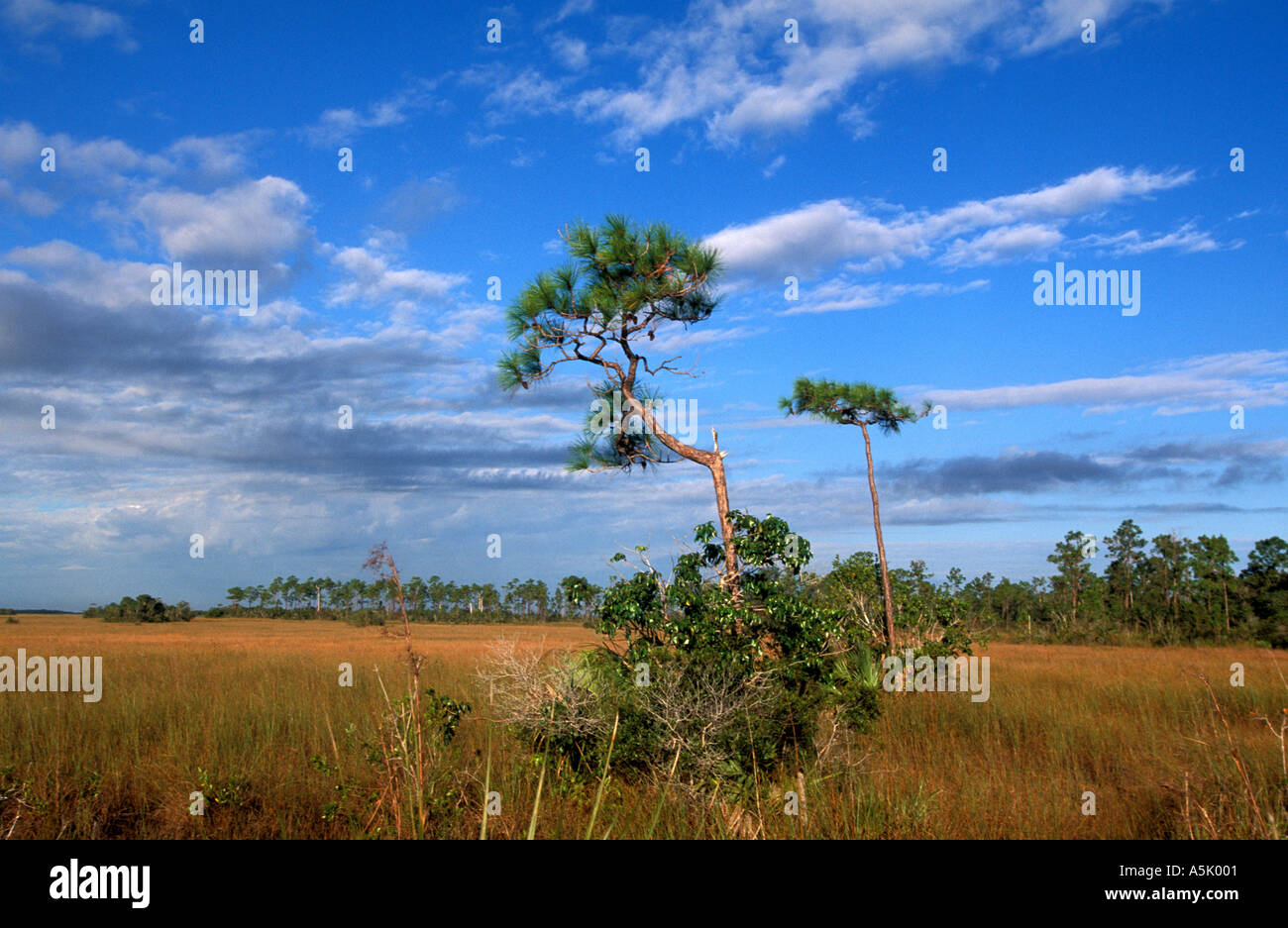 Florida Everglades National Park sawgrass prairie with twisted pine tree in the middle Stock Photo
