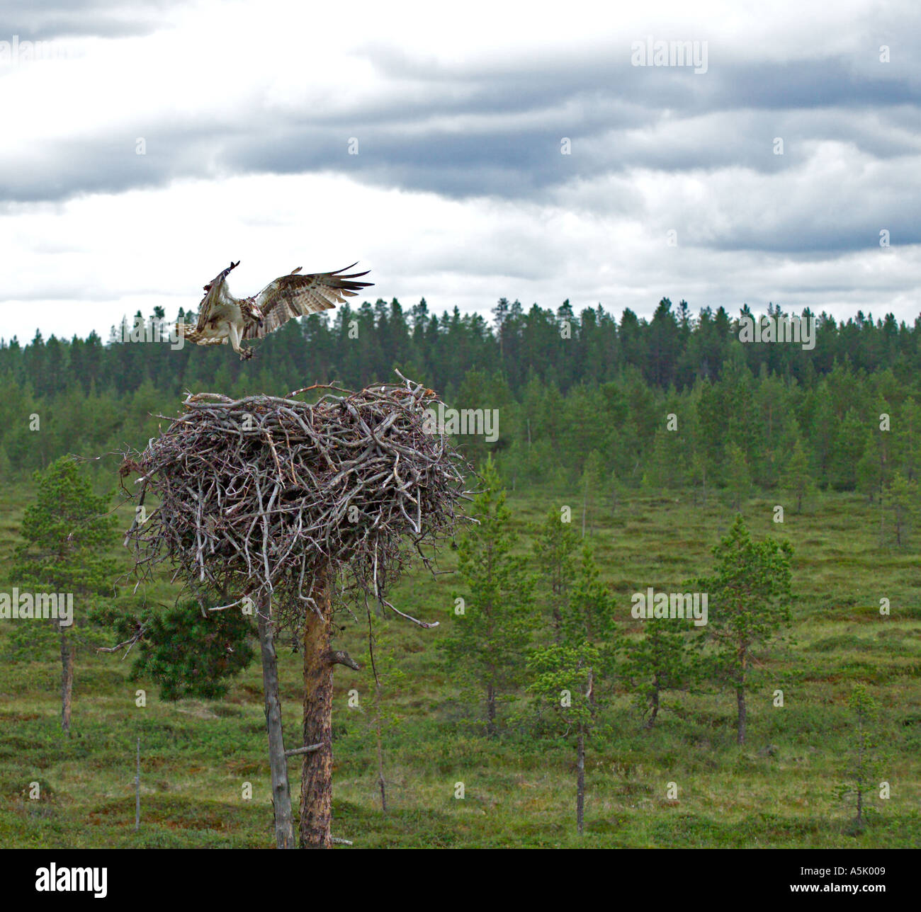 european Osprey Pandion haliaetus female at nest with chicks Finland July Stock Photo