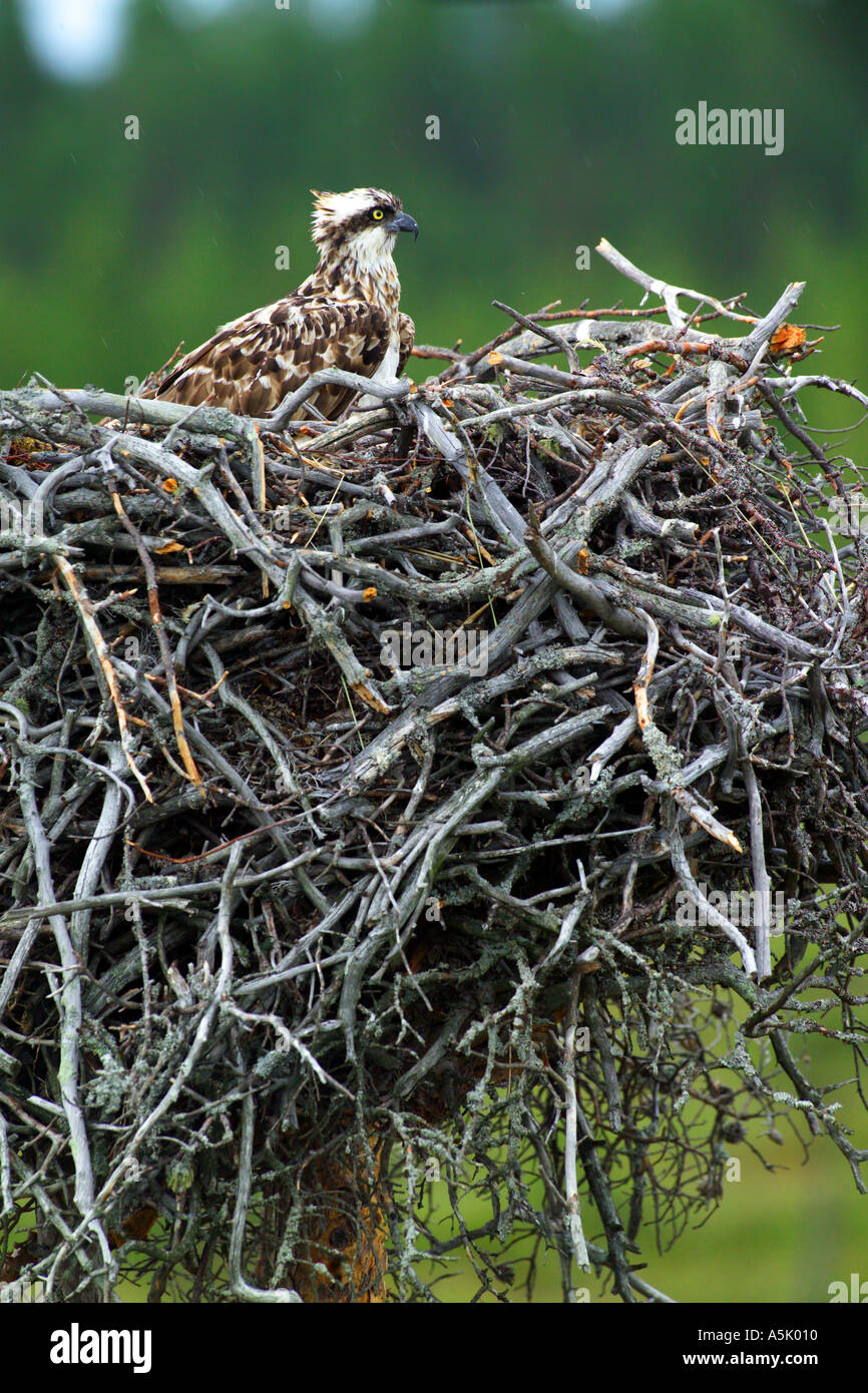 european Osprey Pandion haliaetus female at nest with chicks Finland July Stock Photo