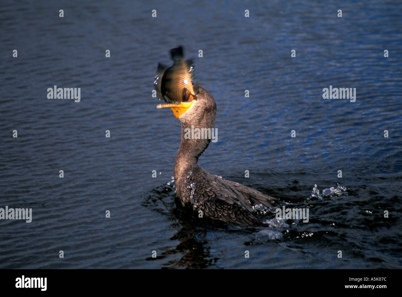 Florida Everglades National Park cormorant eating fish Stock Photo Alamy