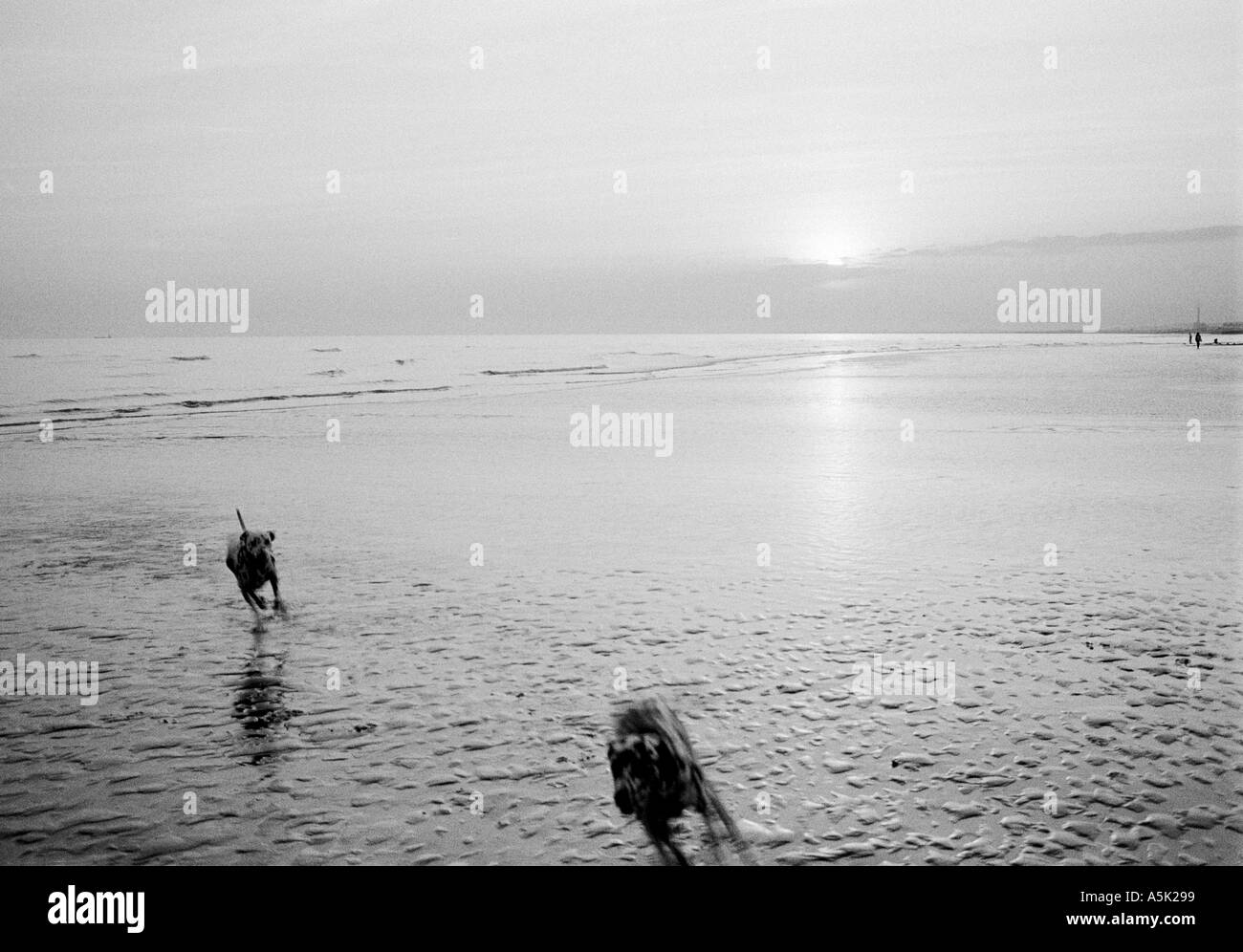 Chasing dogs 2 c Luke Peters Stock Photo