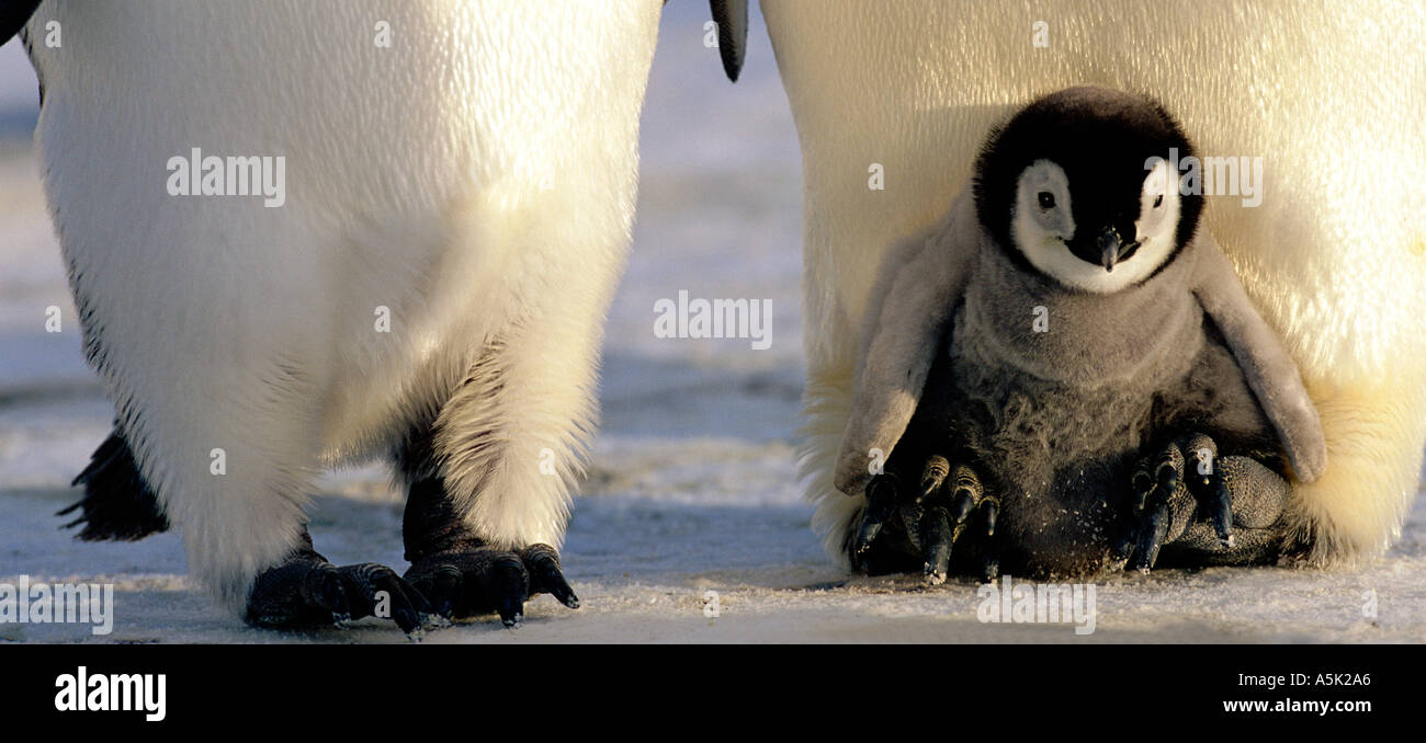 Emperor penguin breeding colony hi-res stock photography and images - Alamy