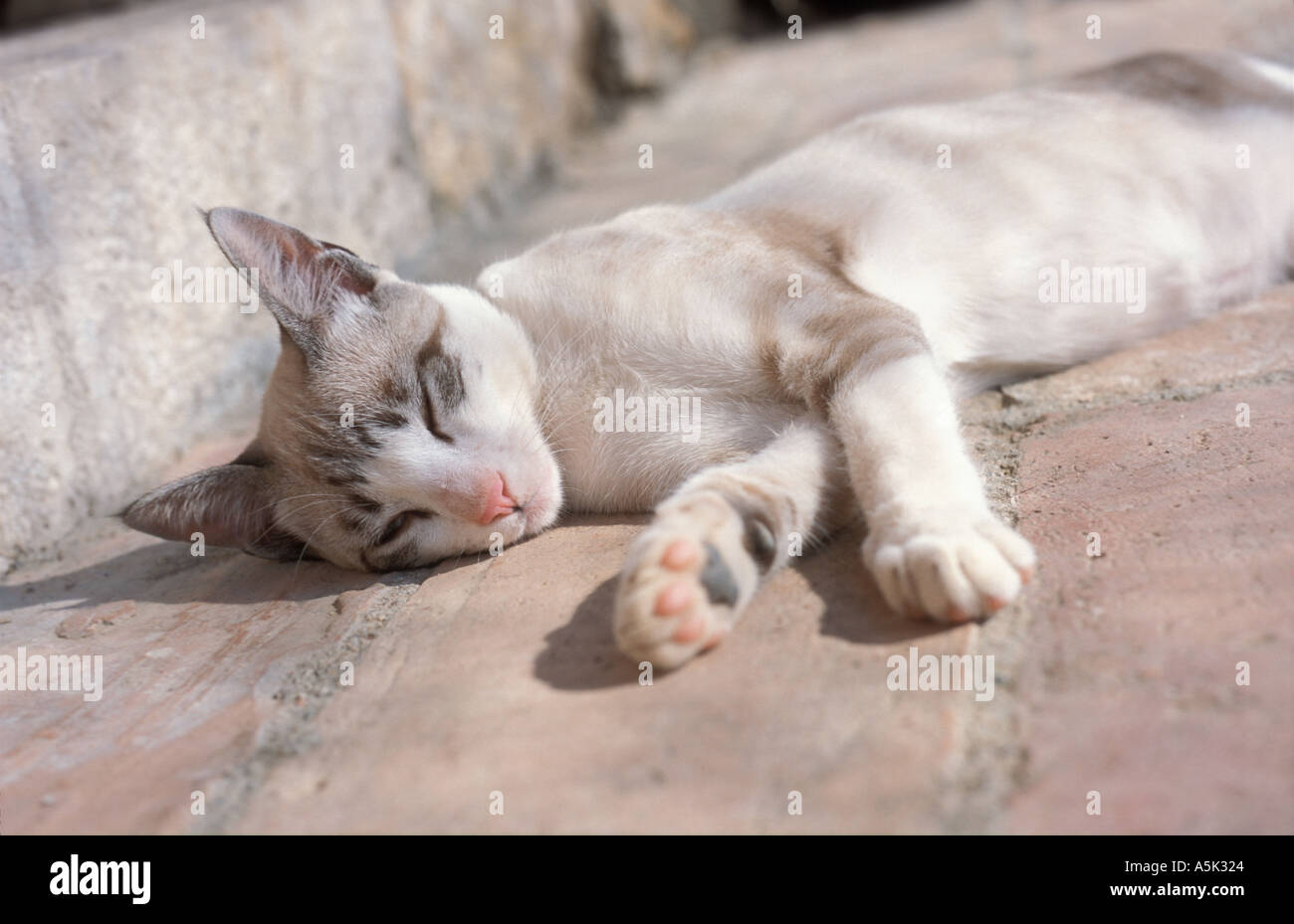 Sleepy young cat stretched out on tiled floor Stock Photo - Alamy
