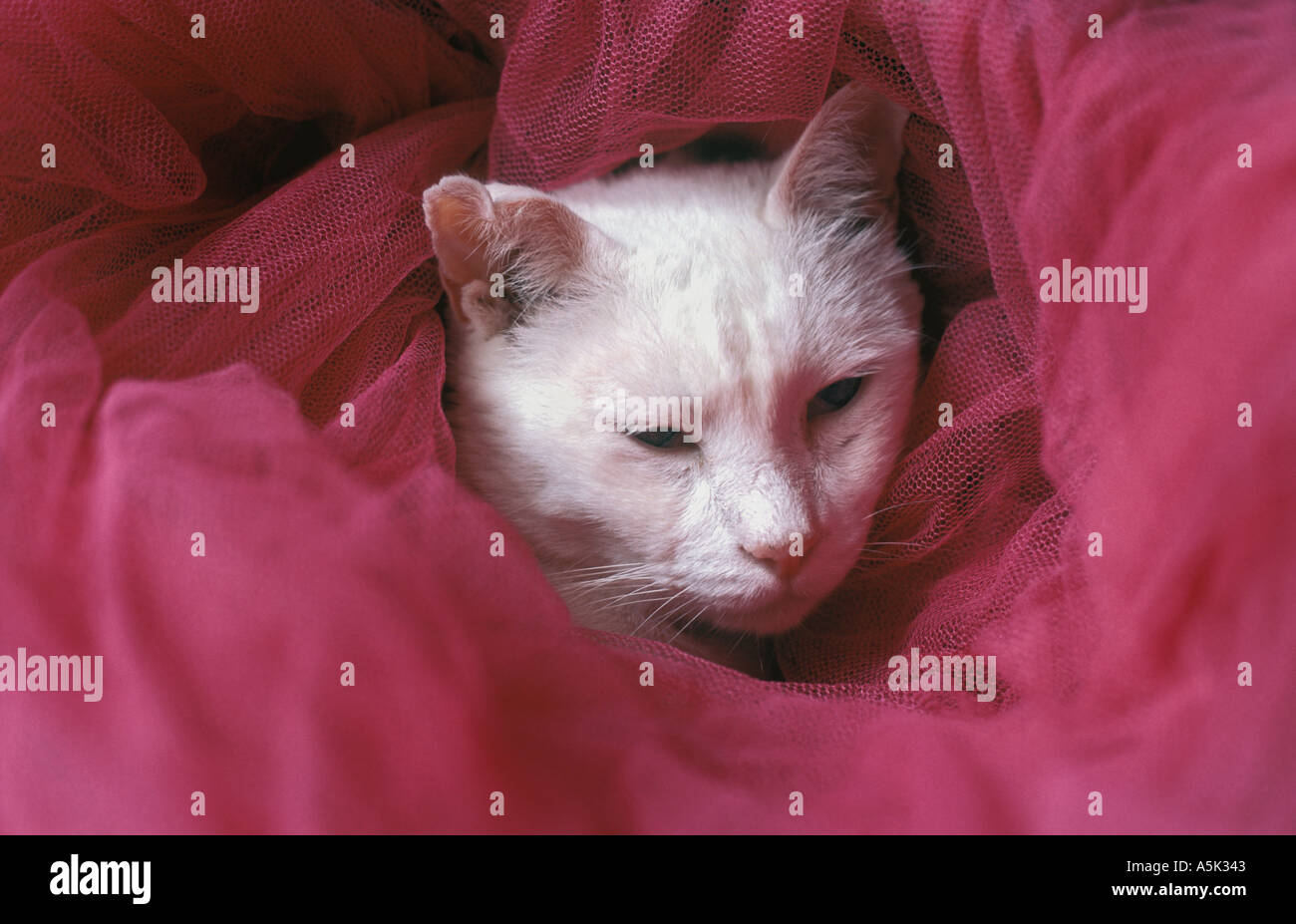 foreign white siamese