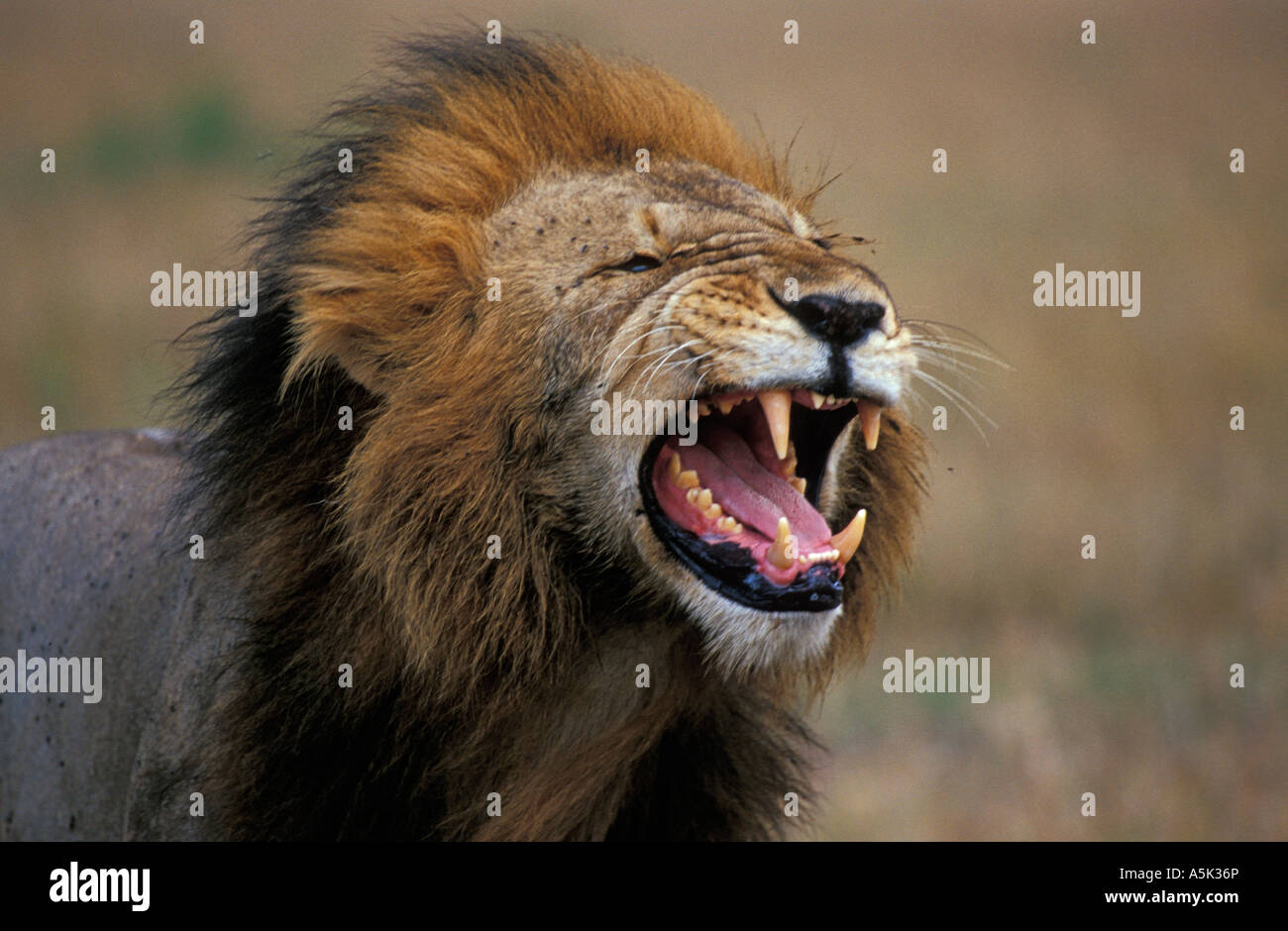 Lion male (panthera leo), Masai Mara, Kenya, Africa Stock Photo - Alamy