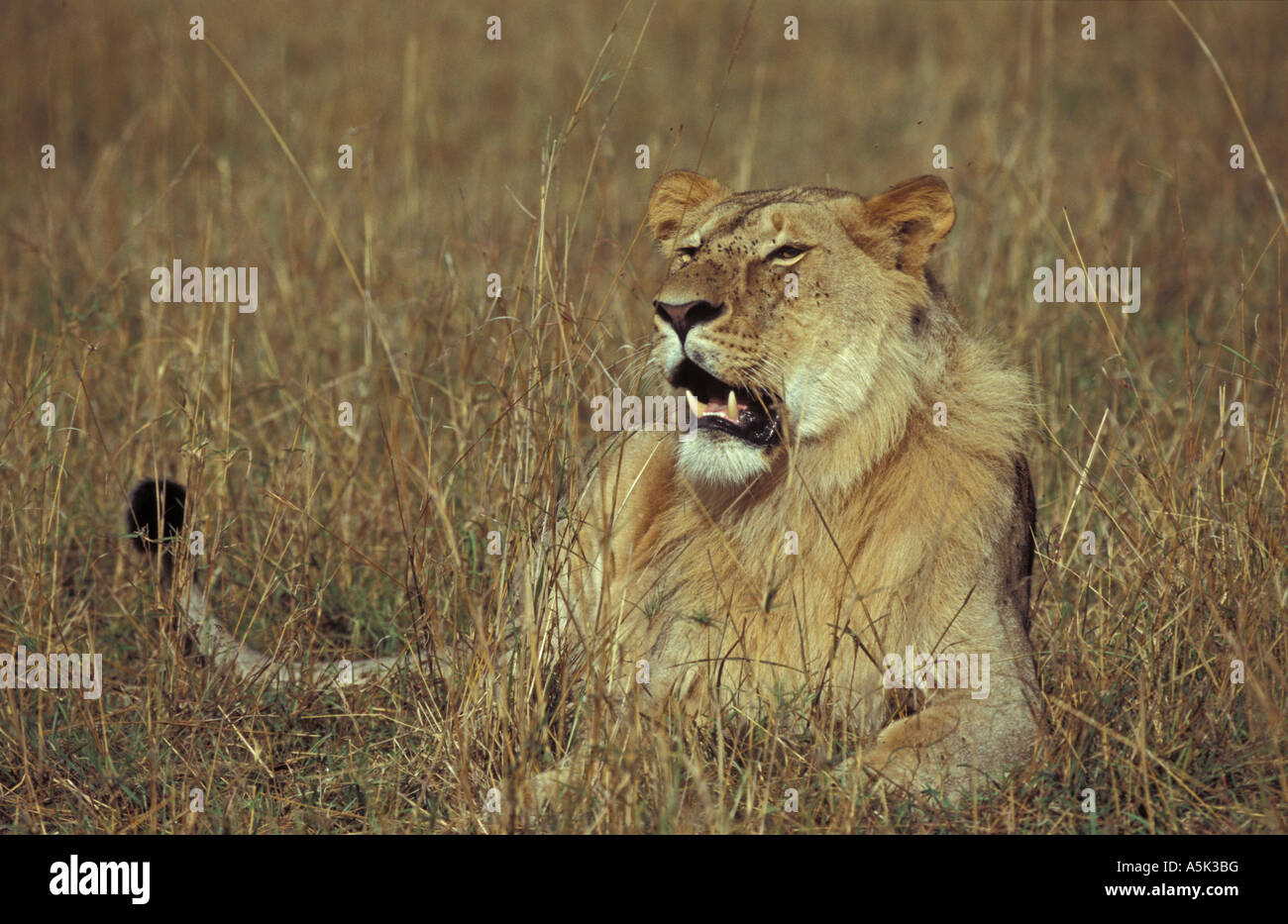 Lion male (panthera leo), Masai Mara, Kenya, Africa Stock Photo - Alamy