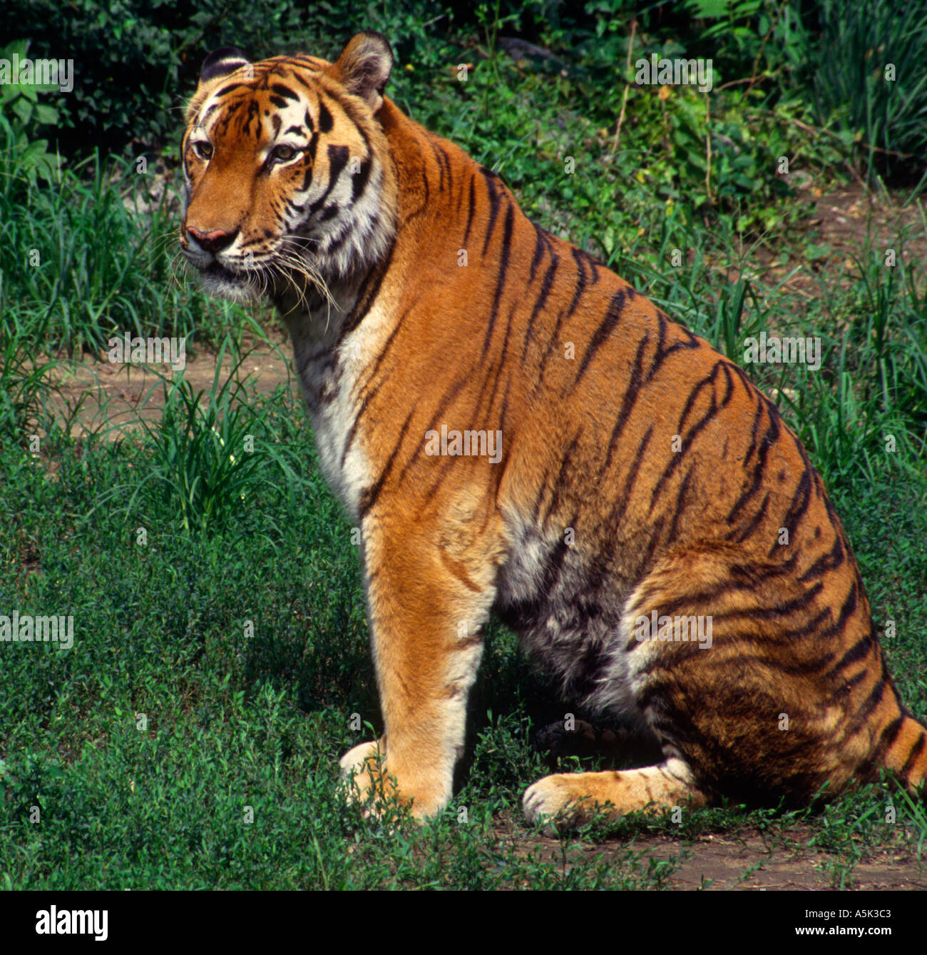 North china tiger hi-res stock photography and images - Alamy