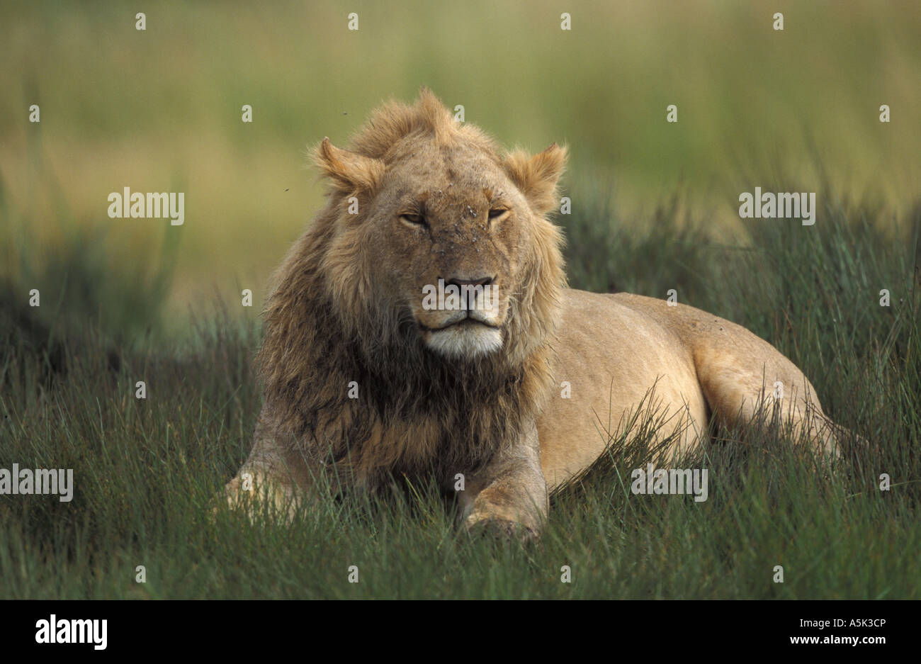 Lion male (panthera leo), Masai Mara, Kenya, Africa Stock Photo - Alamy