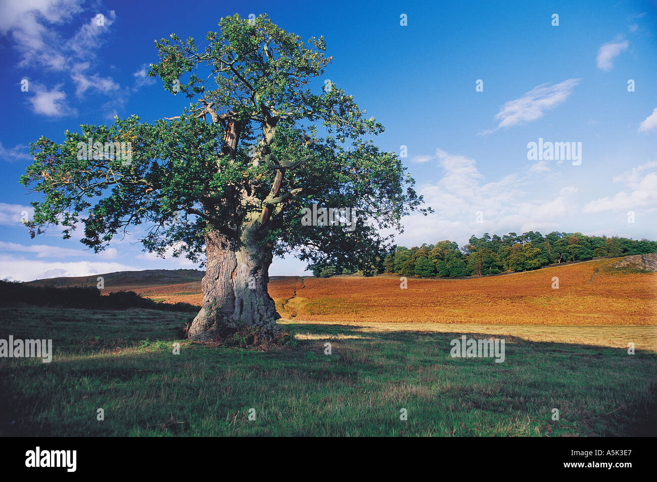A 500 year old oak tree in Bradgate Park near Leicester Great Britain ...