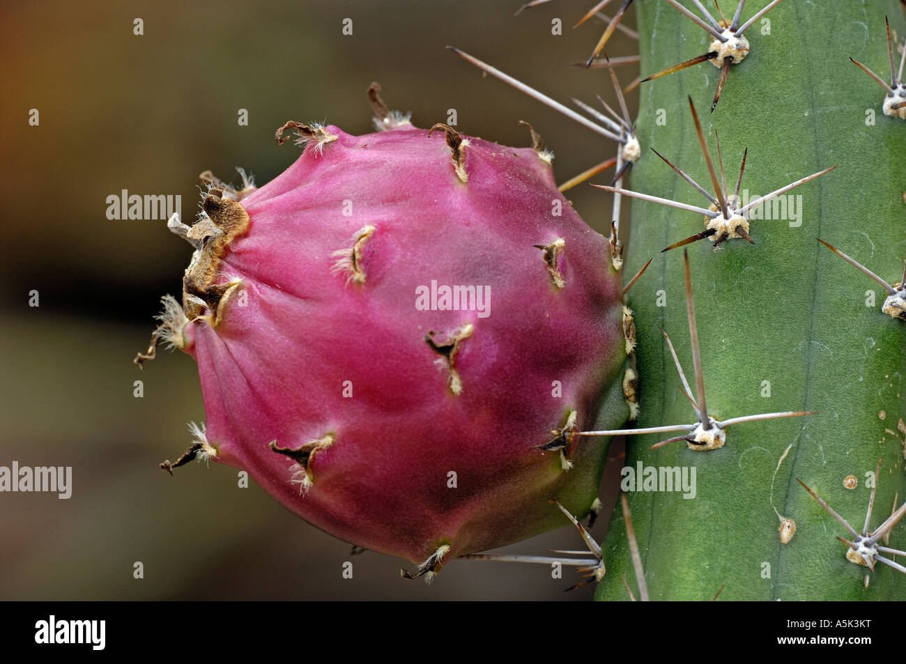 Cactus, Harrisia pomanensis, argentina Stock Photo