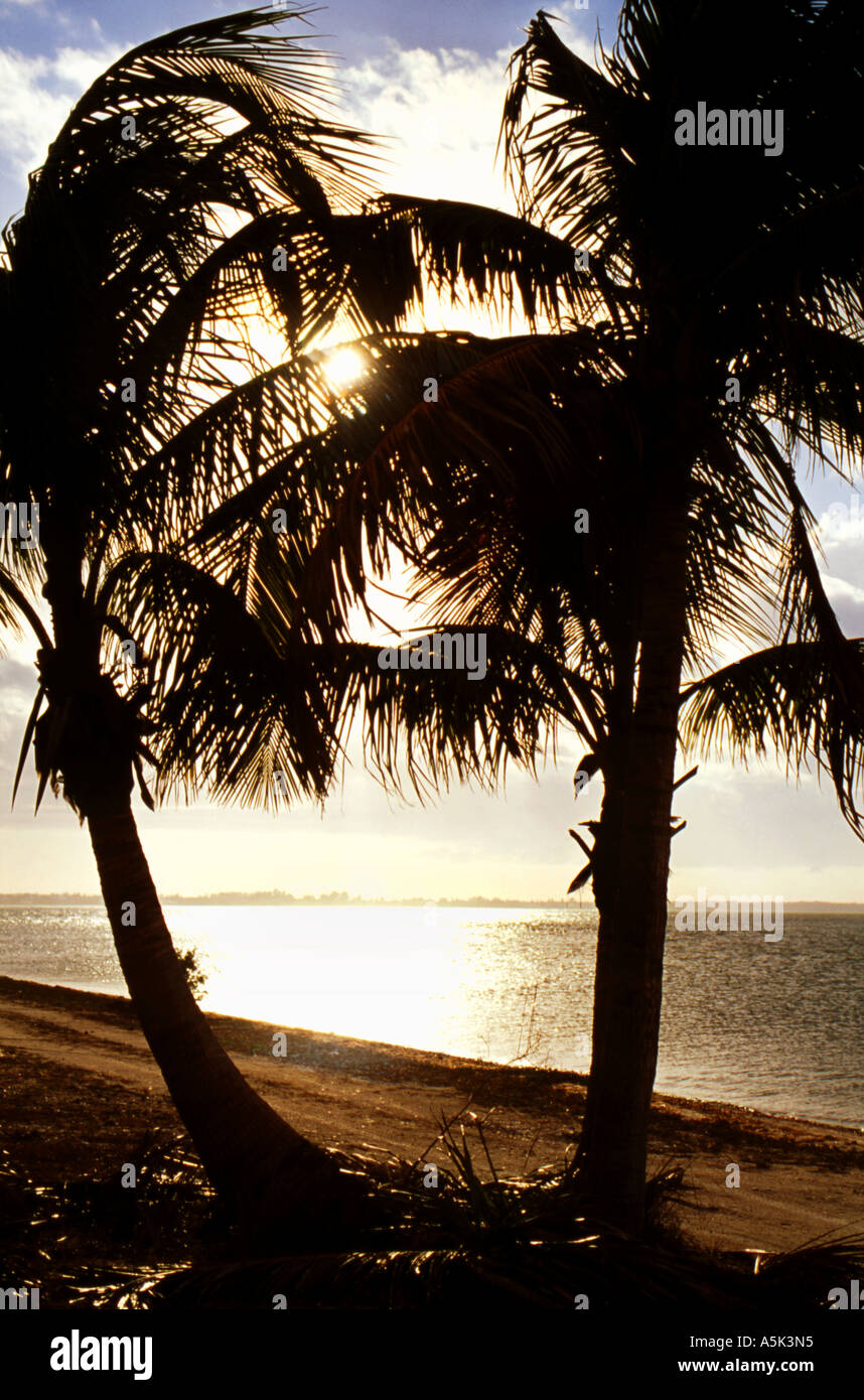 Warm temperate to tropical trees hi-res stock photography and images ...
