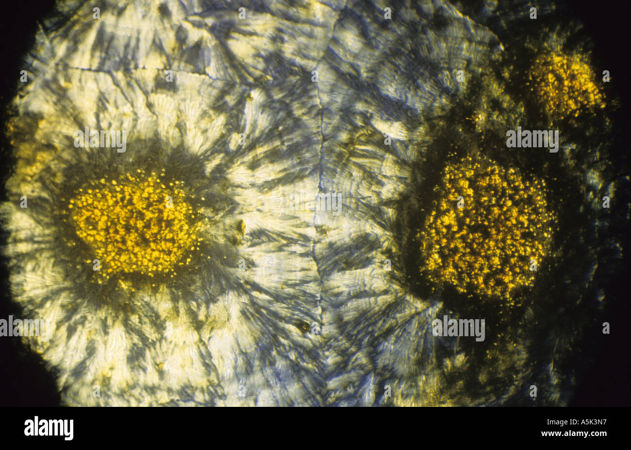 copper sulphate and pottasium permangernate crystals viewed through