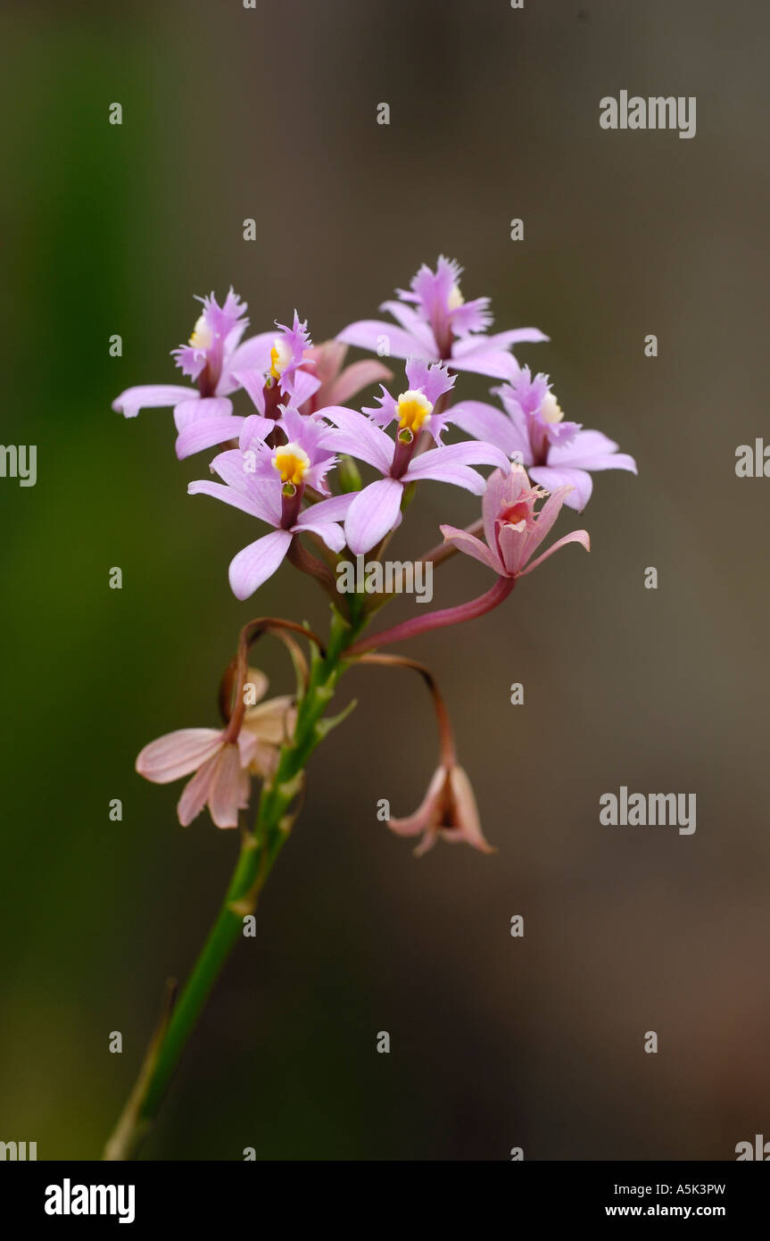Orchid, Laeliocattleya cattleya Stock Photo