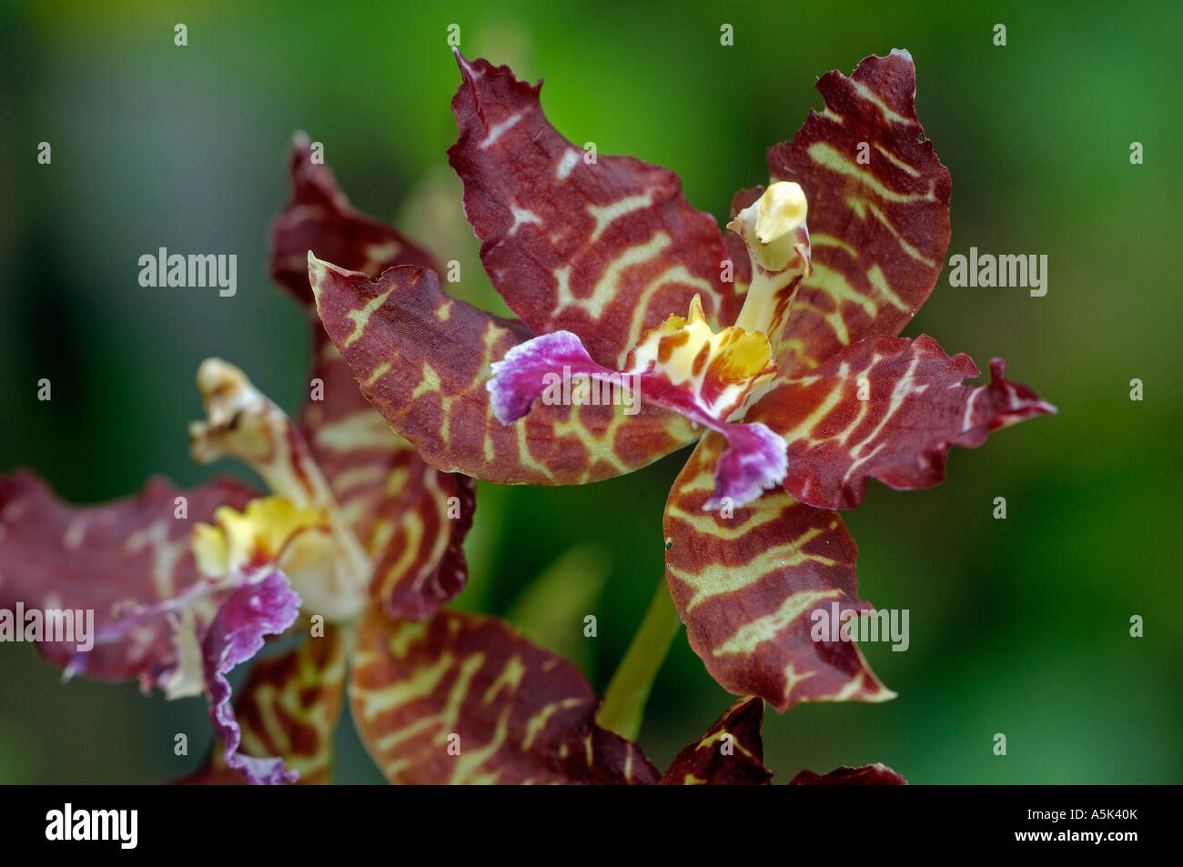 Orchid, Odontoglossum constrictum, Ecuador Stock Photo