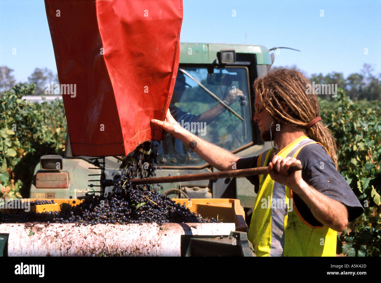 Australia WA Margaret River Vasse Felix winery harvesting the vintage Stock Photo Alamy