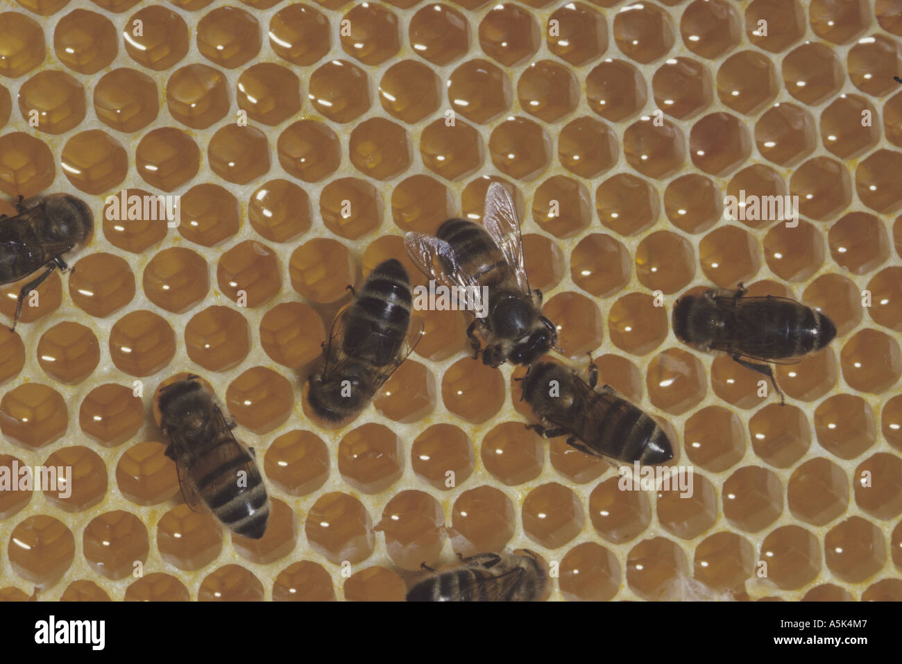 Bees at work Stock Photo - Alamy