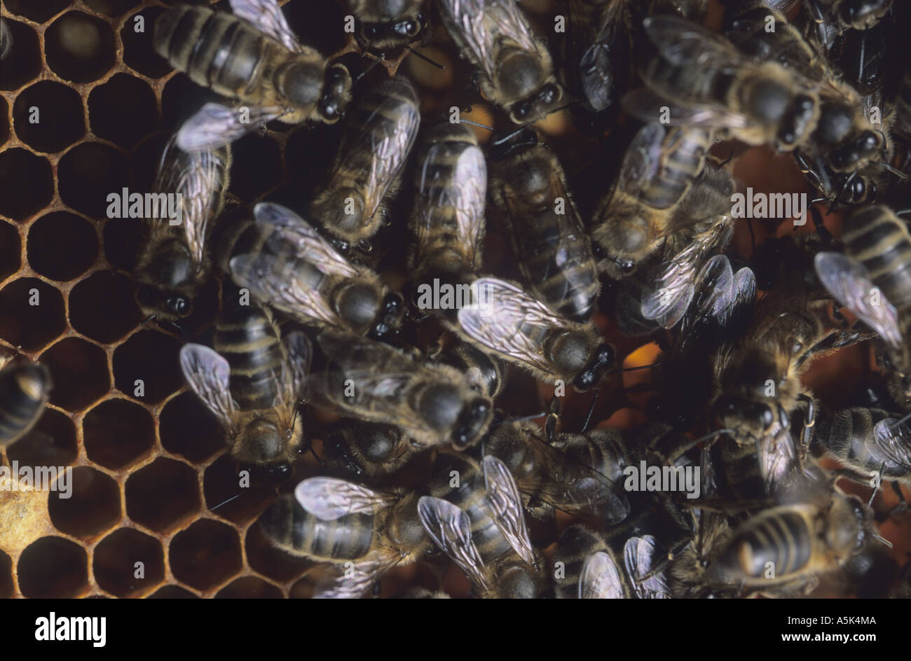 Bees at work Stock Photo - Alamy